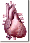 heart