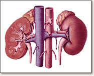 kidneys