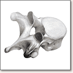 vertebra